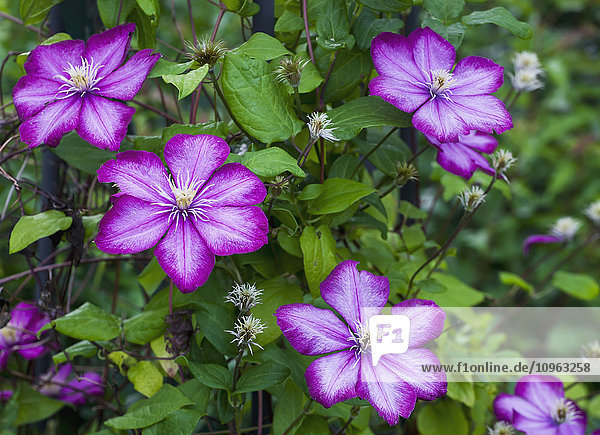 Clematis mit violetten Blüten; Waterloo  Quebec  Kanada'.