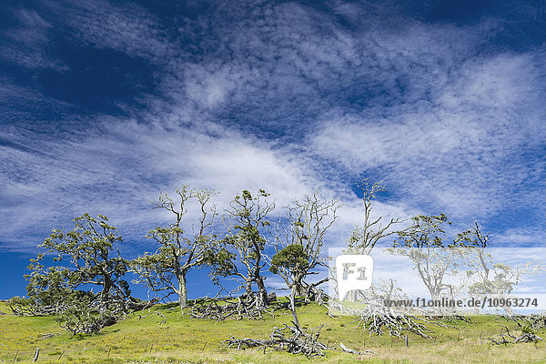 'Lebende und abgestorbene Koa-Bäume (Koa-Akazie) vor einem Himmel aus Cirrocumulus-Wolken entlang der Mana Road im Bezirk Hamakua; Insel Hawaii  Hawaii  Vereinigte Staaten von Amerika'.