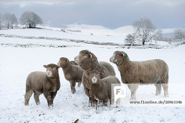 'Poll Dorset sheep and their lambs braving the winter conditions; Wensleydale  England'