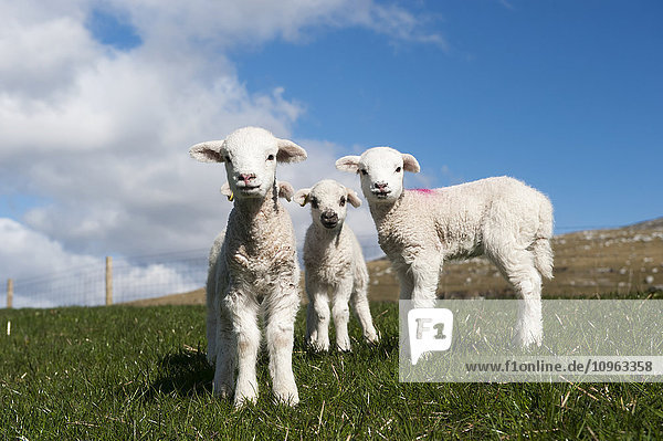 'Lambs in spring playing in meadow on a bright sunny day; Cumbria  England'