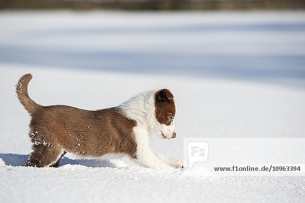 'Red and white border collie puppy playing in snow; Yorkshire  England'