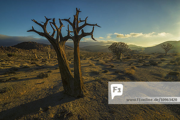 'Richtersveld National Park with dead Kookerboom tree; South Africa'