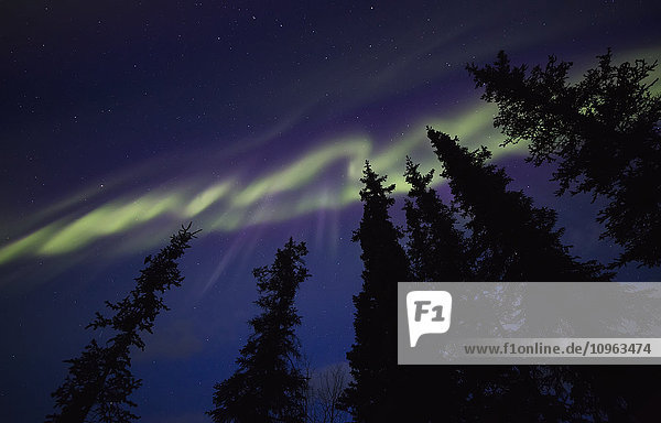 Das Nordlicht (Aurora Borealis) tanzt am Himmel über dem Yukon Territory; Whitehorse  Yukon  Kanada'.