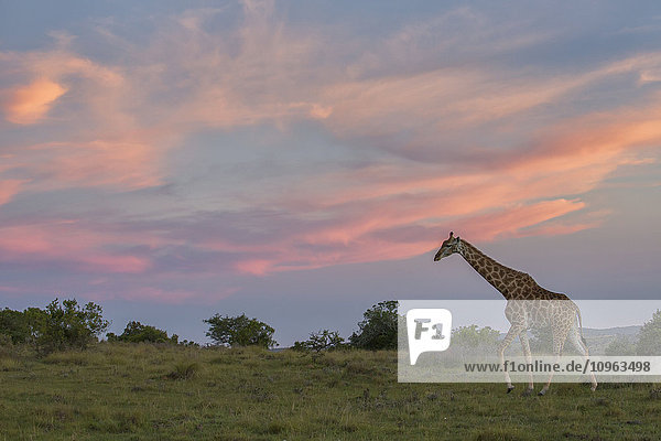 'Giraffe at sunset; South Africa'