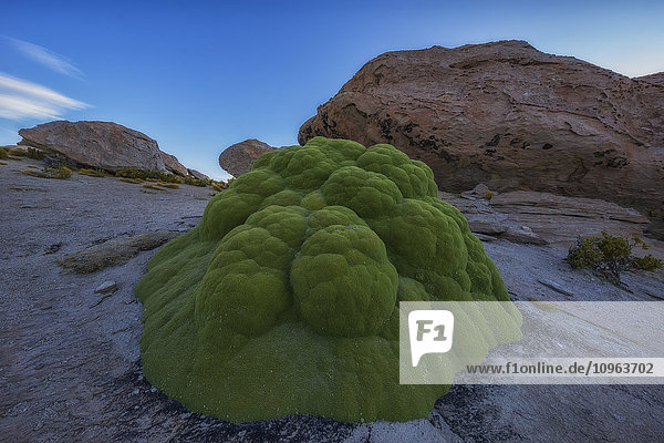 'One of the oldest living organisms on earth Yareta (Azorella compacta) grows in the high deserts of Bolivia's Altiplano; Sur Lipez Bolivia'