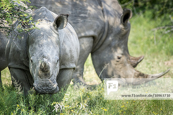 Ein Paar Nashörner (Rhinocerotidae) im Dinokeng-Wildreservat  Südafrika