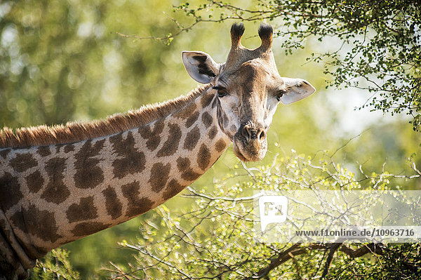Giraffe (Giraffa camelopardalis)  Krüger-Nationalpark; Südafrika'.