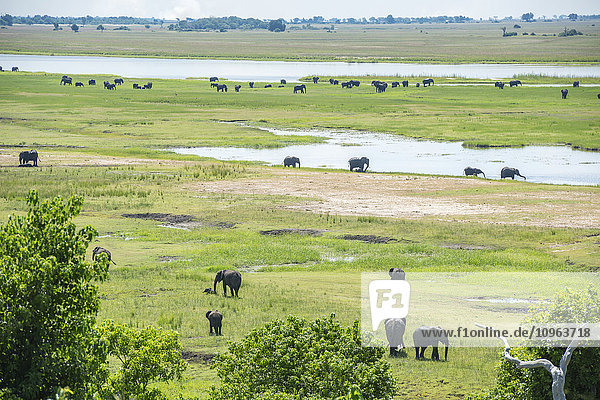 Afrikanische Elefanten (Loxodonta)  Chobe-Nationalpark; Kasane  Botsuana'.