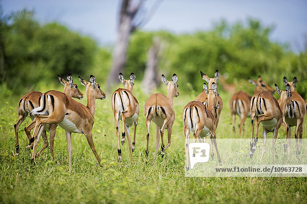 Impala (Aepyceros melampus)  Chobe-Nationalpark; Kasane  Botsuana'.