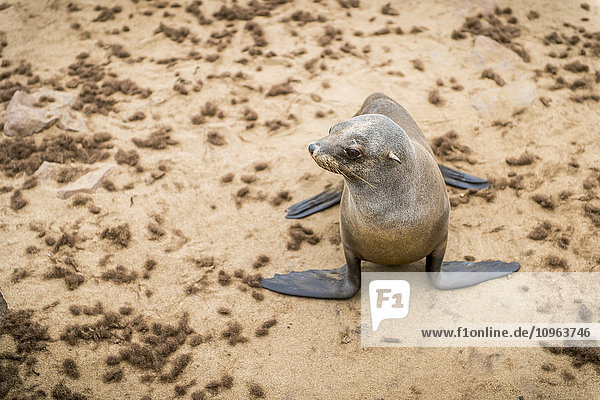 'Cape Fur Seal (pinnipedia) on the Seal reserve of the Skeleton Coast; Cape Cross  Namibia'