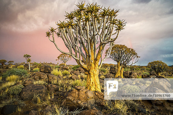 Köcherbaumwald (Aloe dichotoma) im Spielplatz der Giganten; Keetmanshoop  Namibia