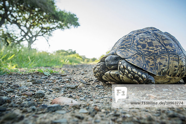 Schildkröte (Testudinidae)  Krüger-Nationalpark; Südafrika'.