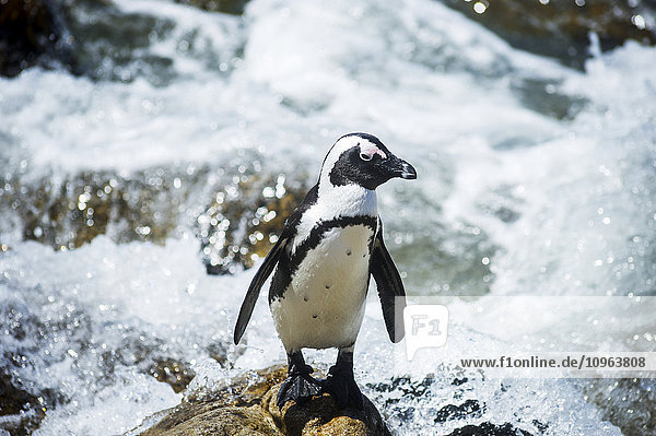 Afrikanischer Pinguin (Spheniscidae) am Wasser; Betty's Bay  Südafrika'.