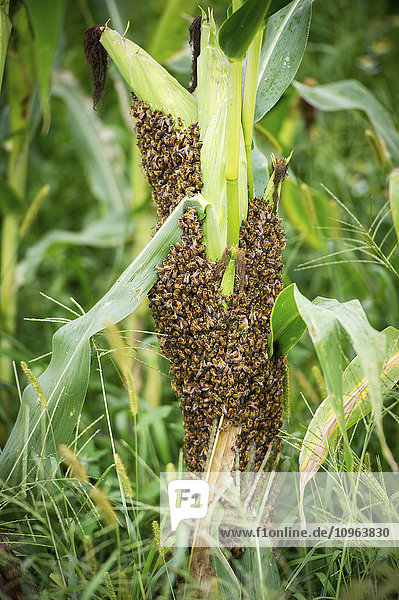 Schwarm von Honigbienen (Apis Mellifera) auf Maisstängel; Knoxville  Pennsylvania  Vereinigte Staaten von Amerika'.