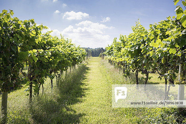 Lange Reihen von Weinstöcken in einem Weinberg; Maryland  Vereinigte Staaten von Amerika'.