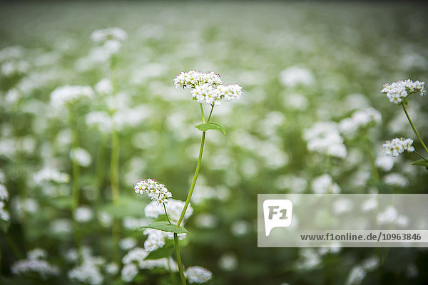 Weiße Blumen wachsen auf einer Blumenfarm; Fallston  Maryland  Vereinigte Staaten von Amerika'.