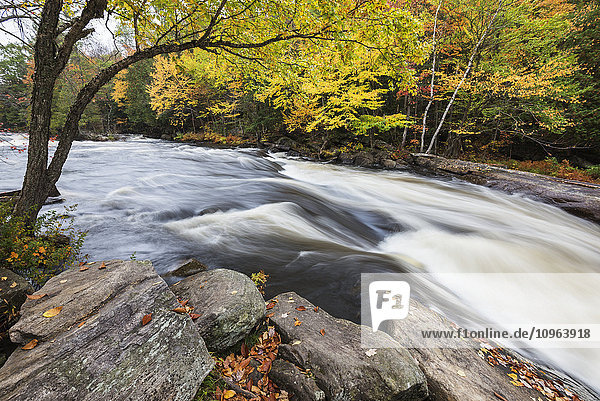'Colourful autumn forest on a riverside of rapid Oxtongue river with the blur of motion; Muskoka  Ontario  Canada'