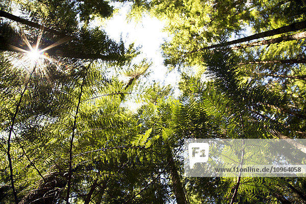 Ansicht von Baumwipfeln und Sonnenlicht; Chilliwack  British Columbia  Kanada'.