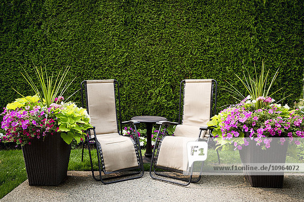 Zwei von Blumen und einer grünen Hecke eingerahmte Stühle laden zum Ausruhen ein; Surrey  British Columbia  Kanada'.