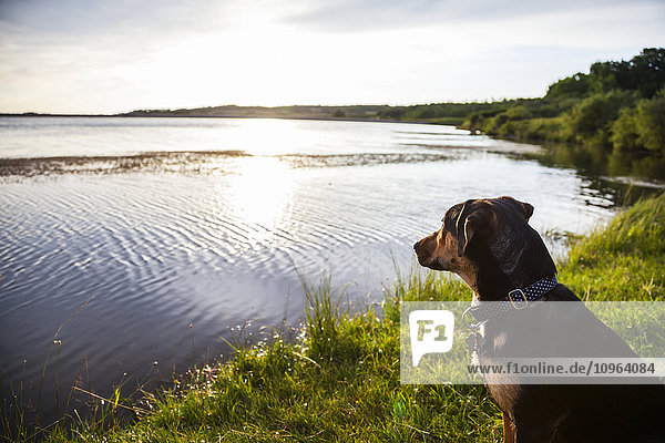 'A puppy looks out over the lake on a summer morning; Alberta  Canada'