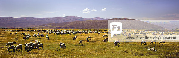 Eine große Schafherde grast auf einer Wiese  während ein gelber Labrador Retriever im Vordergrund Wache hält  dahinter Hügel und blauer Himmel; Pickletown  Utah  Vereinigte Staaten von Amerika'.