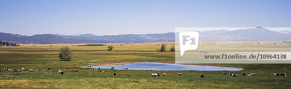 Eine Herde von Holstein-Rindern weidet und trinkt am Lake Henshaw  mit Wiesen und Bergen im Hintergrund; Kalifornien  Vereinigte Staaten von Amerika