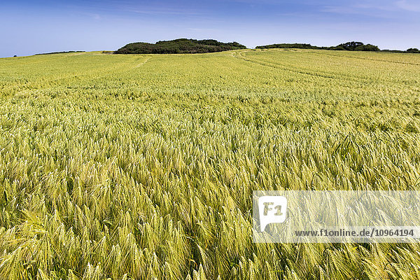 Weitwinkelaufnahme eines Gerstenfeldes mit blauem Himmel; Bretagne  Frankreich'.