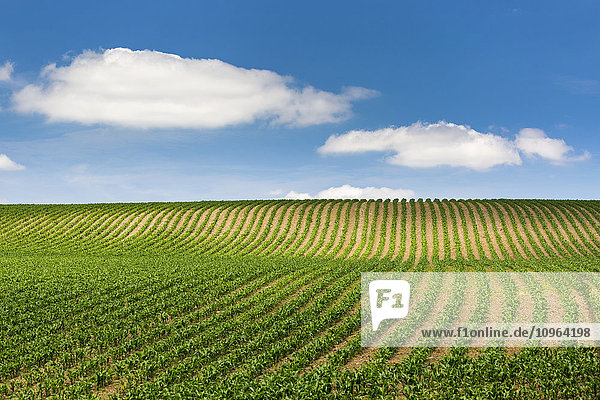 Reihen eines Getreidefeldes an einem hügeligen Abhang mit blauem Himmel und Wolken; Glomel  Bretagne  Frankreich'.