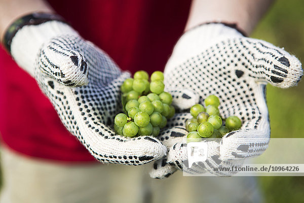 Hände mit Handschuhen halten grüne Weintrauben; Maryland  Vereinigte Staaten von Amerika'.