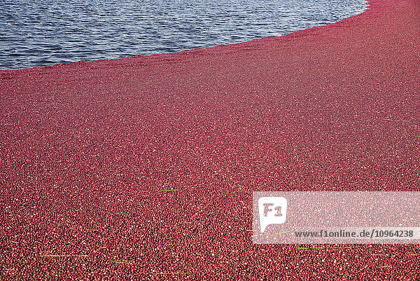 Cranberries werden geerntet  indem man die Felder flutet und die Beeren an die Oberfläche treiben lässt; Richmond  British Columbia  Kanada'.