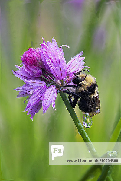 Makro einer nassen Hummel, die sich an einer Schnittlauchblüte festhält, Kodiak, Südwest-Alaska