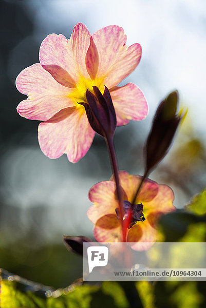 Nahaufnahme einer beleuchteten Schlüsselblume in einem Garten, Kodiak, Südwest-Alaska