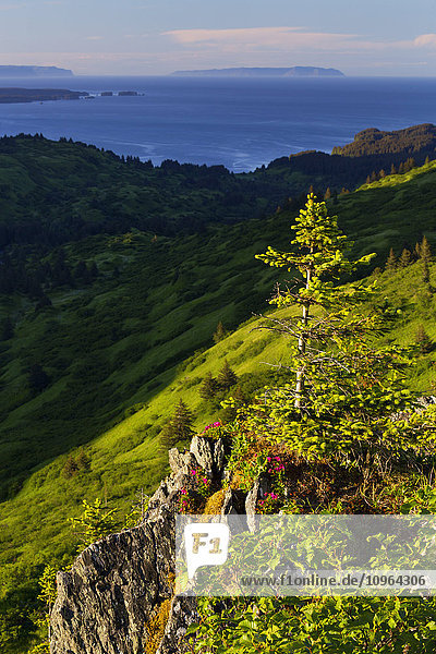 Blick vom Pillar Mountain auf die Küste der Insel Kodiak mit Kamtschatka-Rhododendren (Rhododendron camtschaticum) im Vordergrund, Südwest-Alaska, Sommer