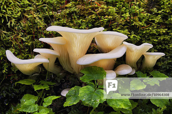 Nahaufnahme von Engelsflügelpilzen (Pleurocybella porrigens), die auf einem moosbewachsenen Fichtenstamm wachsen, Kodiak Island, Südwest-Alaska