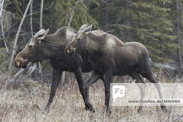 'Two moose (alces alces) walking along the road in central Yukon; Yukon Canada'