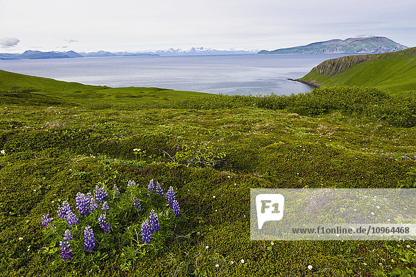 Aussicht auf die grünen Klippen entlang der Küste von Popof Island in der Nähe von Sand Point  Südwest-Alaska  USA  Sommer'.