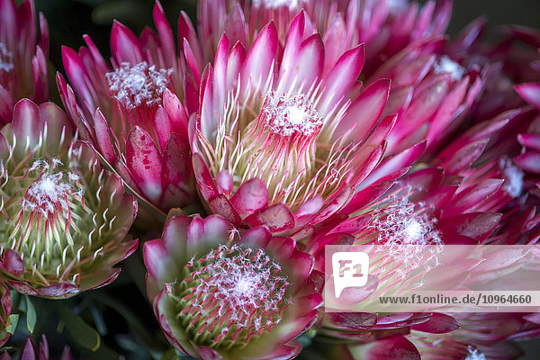 Detail der blühenden Doornkraal Protea; Cullinan  Gautang  Südafrika'.