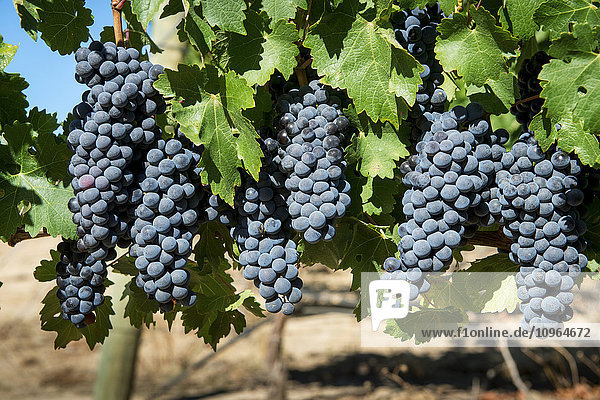 Detail von Weintrauben in einem Weinberg; Stellenbosch  Gautang  Südafrika'.