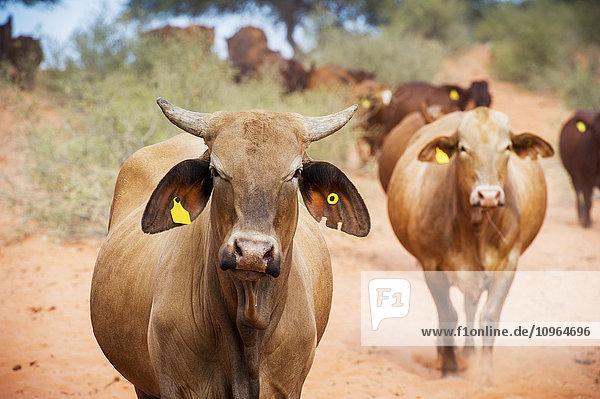 Rindvieh auf einer Farm; Namibia