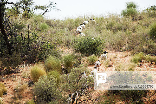 Schafe laufen in Reihen durch die afrikanische Landschaft; Namibia'.