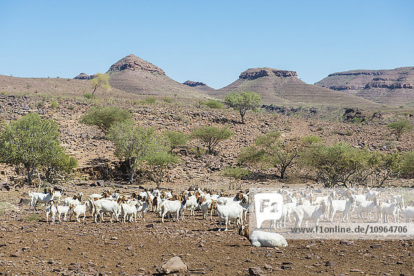 Ziegen (Capra aegagrus hircus) auf einer Farm; Namibia'.