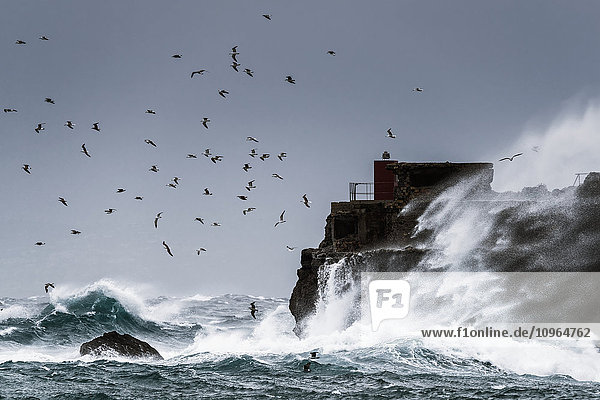 'Waves crashing against the rugged rock coastline as birds fly overhead against a blue sky; La Isla  Tarifa  Costa de la Luz  Cadiz  Andalusia  Spain'