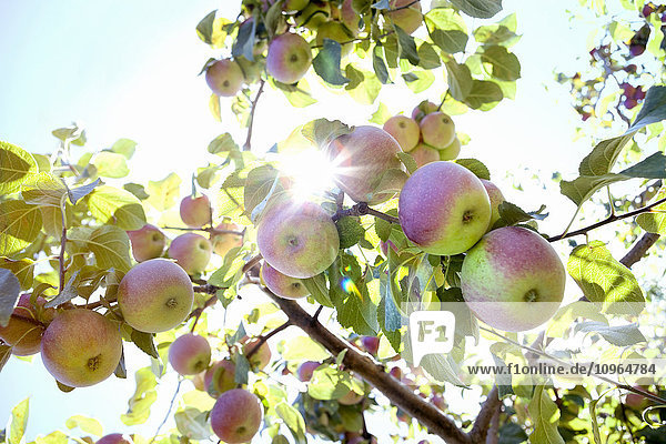 Zweig eines Apfelbaums mit Äpfeln und Sonnenlicht