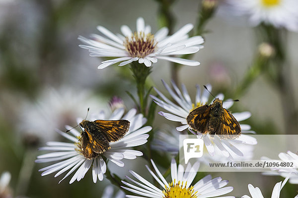 Skipper-Schmetterlinge (Hesperiidae) ernähren sich von Asterblüten in einem Garten; Astoria  Oregon  Vereinigte Staaten von Amerika'.