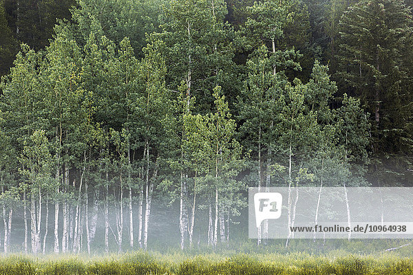 'Fog covering a row of aspen trees in the early morning; Kananaskis Country  Alberta  Canada'