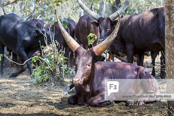 'Horned cows in the shade; Uganda'