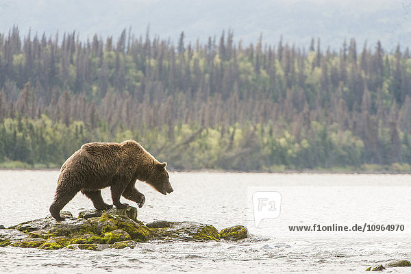 Braunbär (Ursus arctos) beim Fischen im Fluss; Alaska  Vereinigte Staaten von Amerika'.