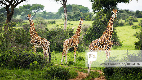 'Giraffes (Giraffa camelopardalis)  Murchison Falls National Park; Urganda'