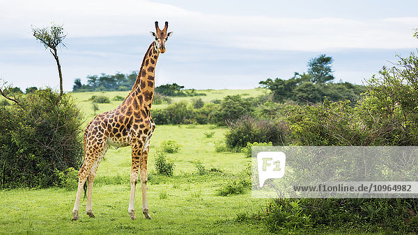 'Giraffe (Giraffa camelopardalis)  Murchison Falls National Park; Urganda'