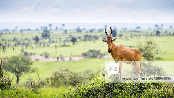 Hochschulterige und etwas unbeholfen wirkende Antilope mit langem  spitzem Kopf  Murchison Falls National Park; Uganda'.